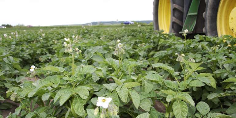 Erdäpfelpflanzen Blüte Erdäpfelpflanzen Blüte