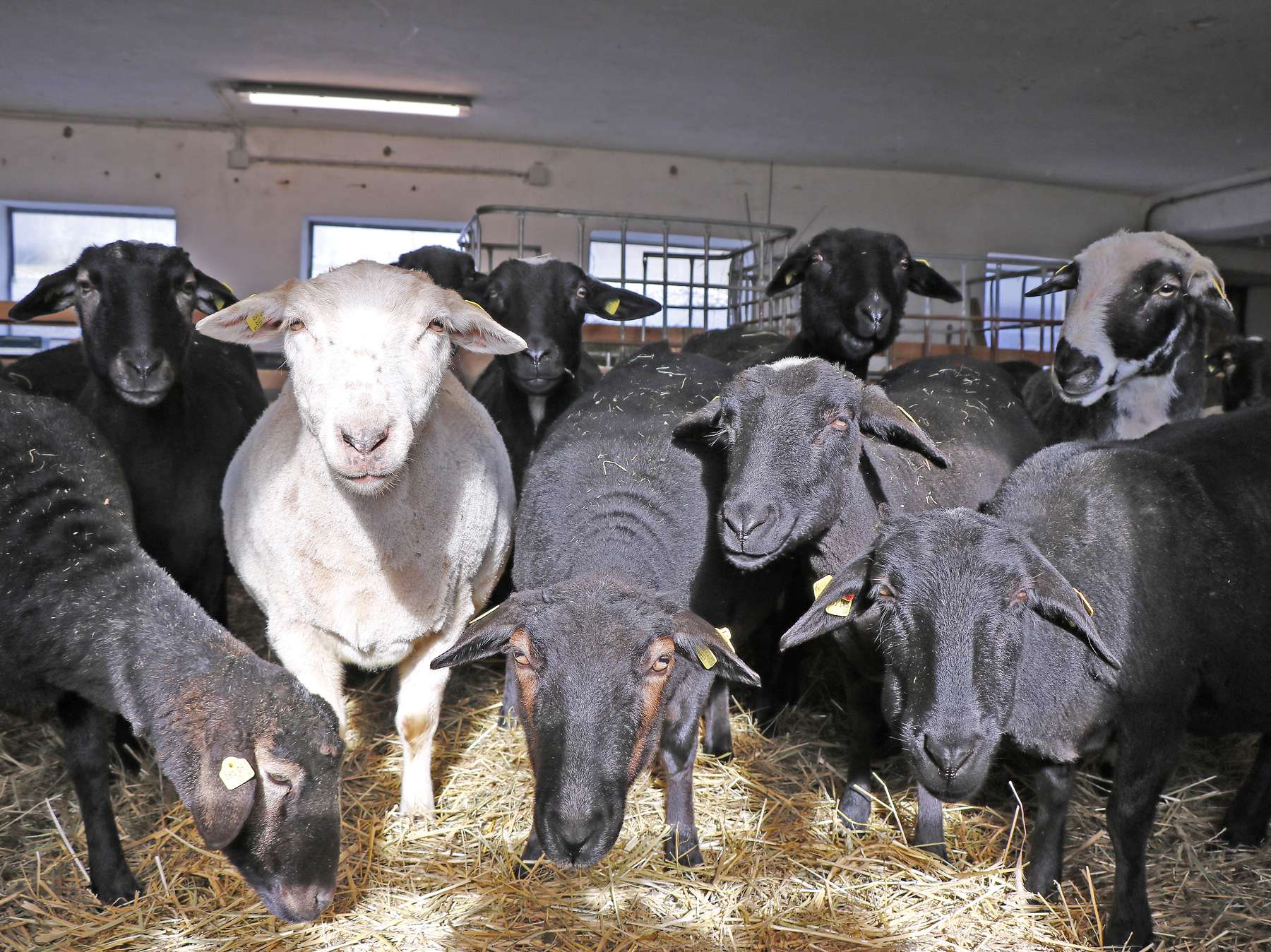 Voglhütte.jpg © Kronreif Voglhütte.jpg © Kronreif