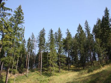Forst, Wald © Paula Pöchlauer-Kozel/LK Niederösterreich