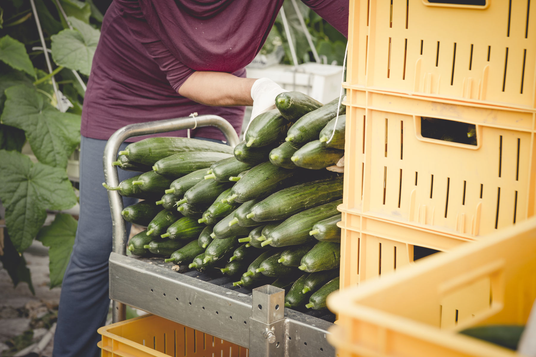 Arbeitskräfte in der Landwirtschaft.jpg © www.karinnussbaumer.com Arbeitskräfte in der Landwirtschaft.jpg © www.karinnussbaumer.com