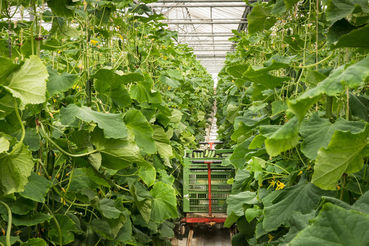 Landwirtschaft Gartenbau.jpg © www.karinnussbaumer.com