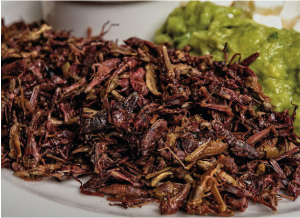 Insekten.png Insekten.png