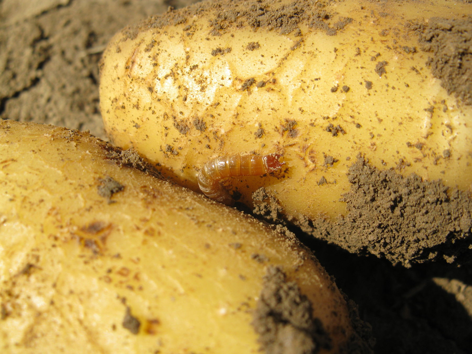 Kartoffel Schädling Drahtwurm