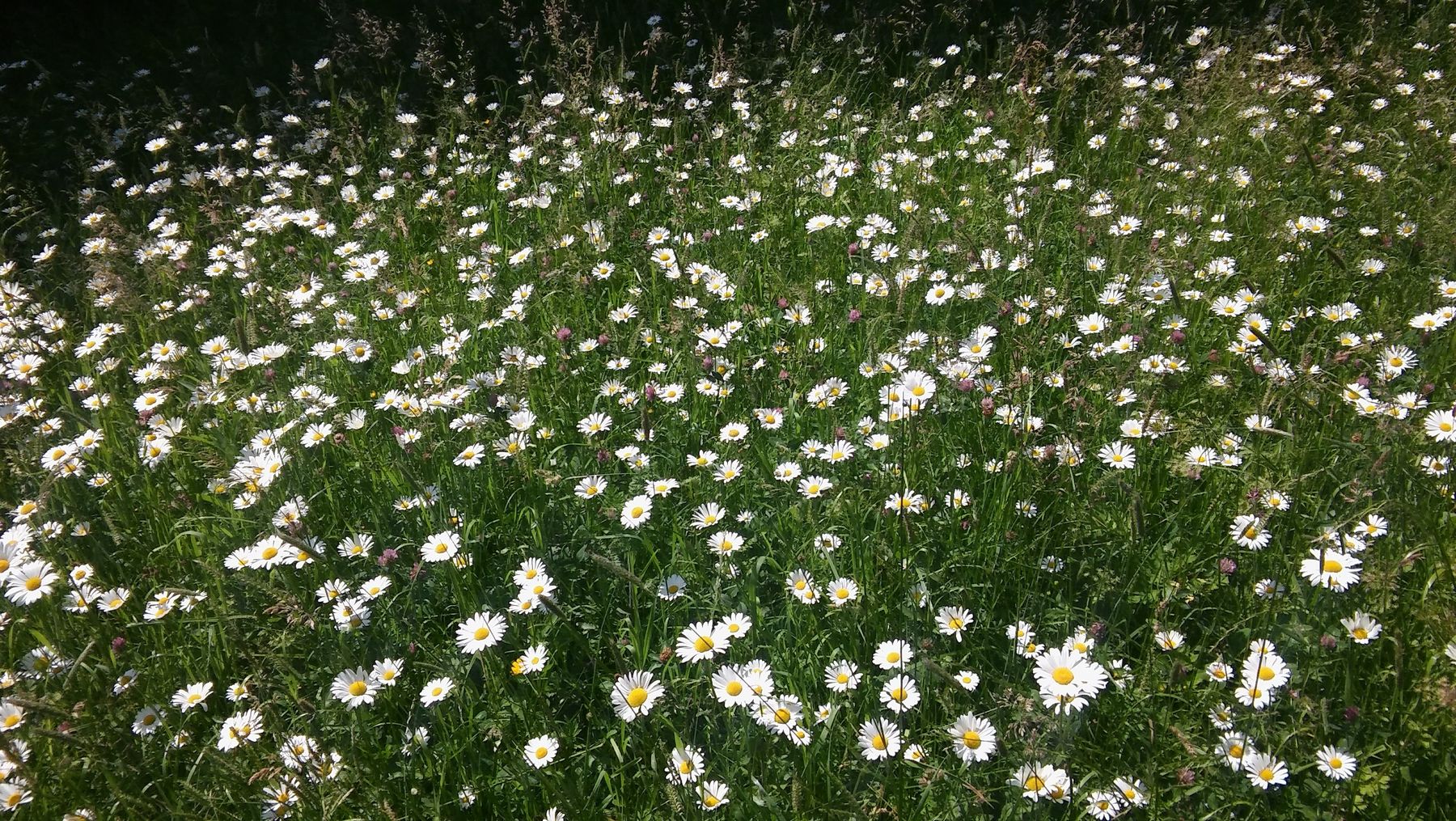 Wildblumenwiese 130619_greimat5 (7).jpg © Greisberger Wildblumenwiese 130619_greimat5 (7).jpg © Greisberger