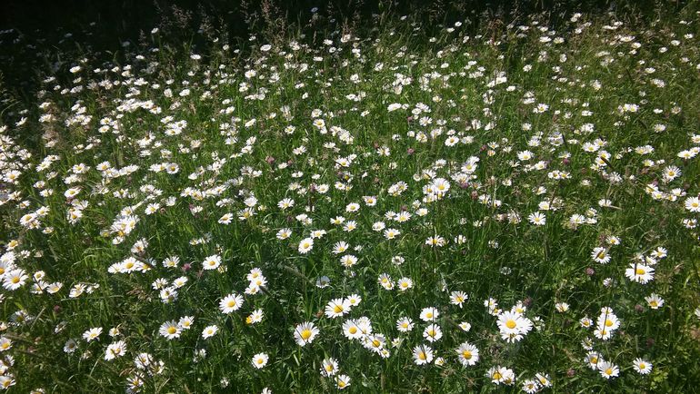 Wildblumenwiese 130619_greimat5 (7).jpg © Greisberger Wildblumenwiese 130619_greimat5 (7).jpg © Greisberger