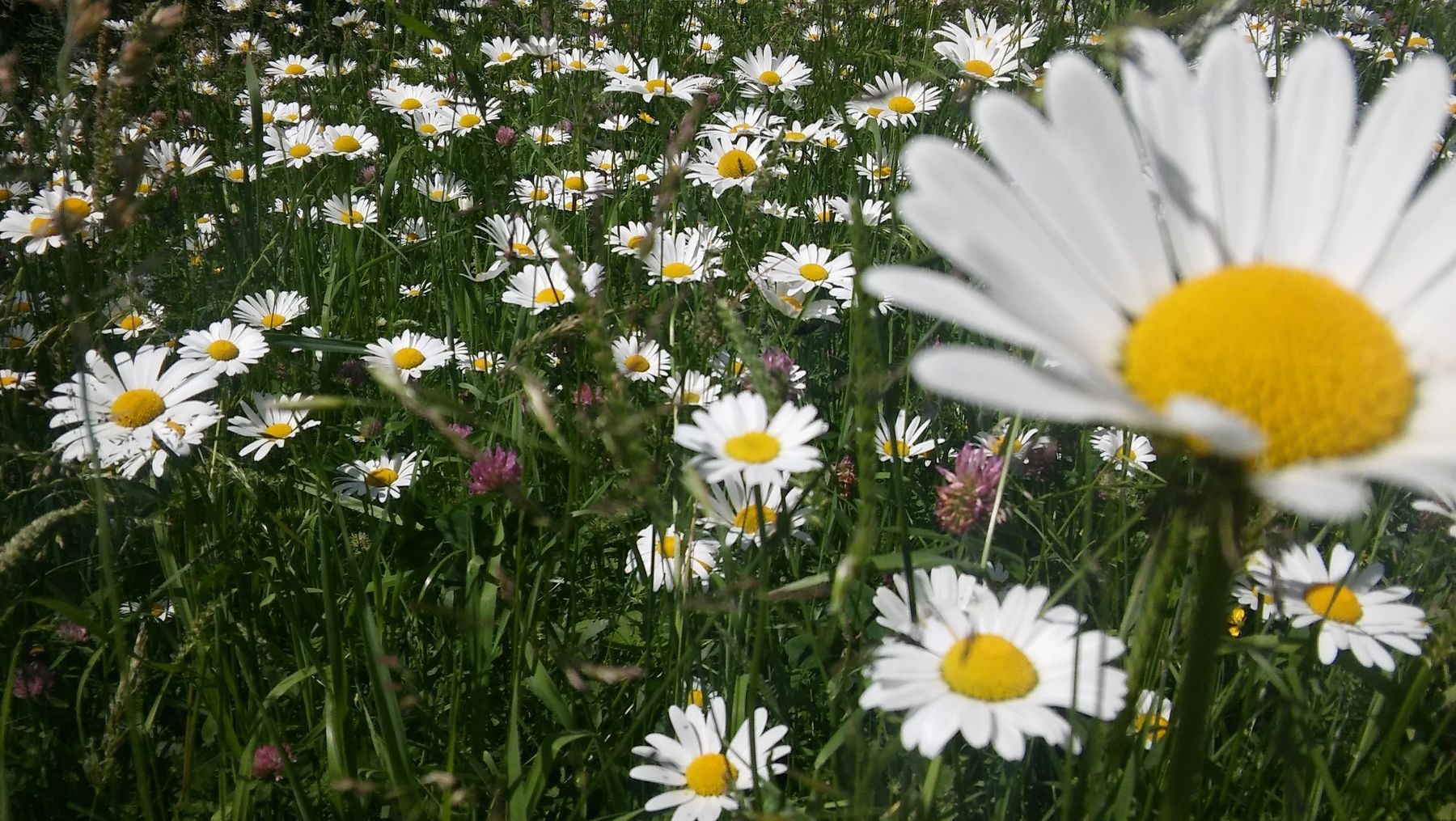 Wildblumenwiese 130619_greimat5 (8).jpg © Greisberger Wildblumenwiese 130619_greimat5 (8).jpg © Greisberger