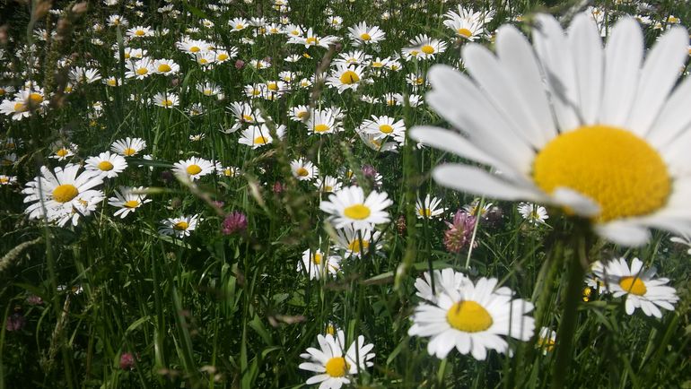 Wildblumenwiese 130619_greimat5 (8).jpg © Greisberger Wildblumenwiese 130619_greimat5 (8).jpg © Greisberger