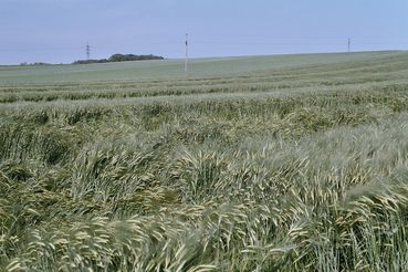 Wintergerste Lagerfrucht Wachstumsregler