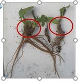 Bild 6  Ausgegrabene Ampferpflanzen mit Wurzelkopf (rote Kreise – hier können neue Pflanzen entstehen) und Wurzeln