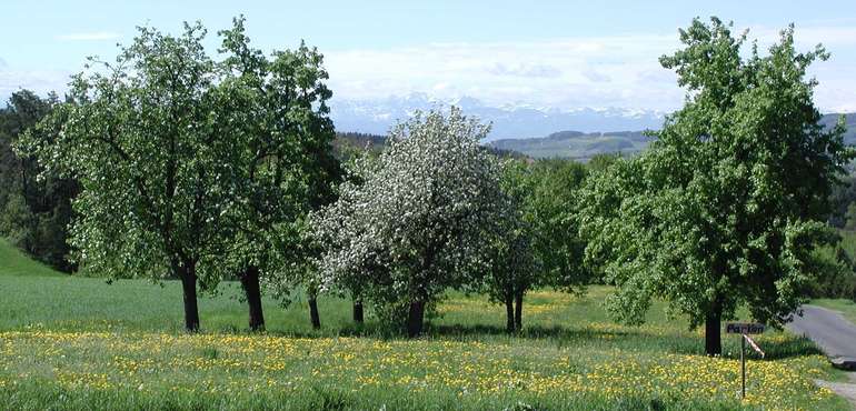 Landschaft Mühlviertel Frühling 3.jpg Landschaft Mühlviertel Frühling 3.jpg