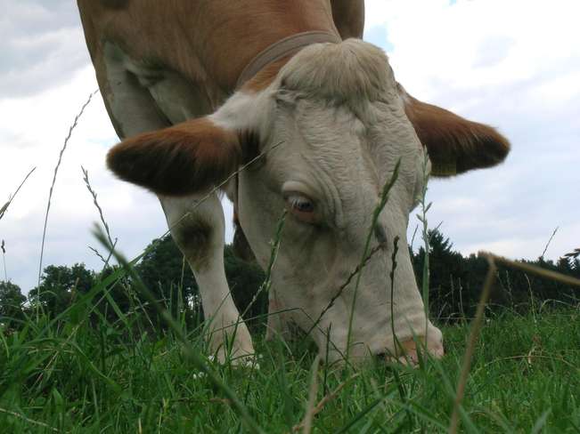 Kuh auf Weide.jpg