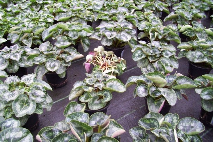 chadbilddiagnose©LK-Gartenbau.jpg chadbilddiagnose©LK-Gartenbau.jpg