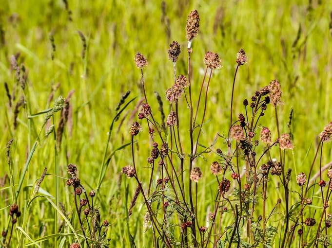 Wildblumenwiese.jpg