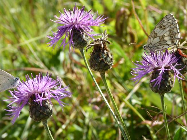 Wildblumenwiese.jpg Wildblumenwiese.jpg