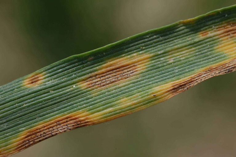 Septoria-Tritici.jpg © Mag. Harlad Schally/LK Niederösterreich