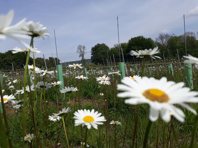 Wiesenblumen - Griessbacher.jpg © A. Hütter-Grießbacher/LK Steiermark