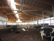 Großraumventilatoren haben einen sehr eingeschränkten Wirkungsbereich.jpg © LK OÖ, BRH