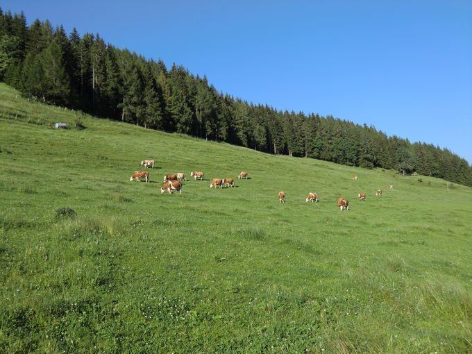 Grünland in Schuss 1 - 24042020.jpg © Angeringer/Karrer/LK Steiermark