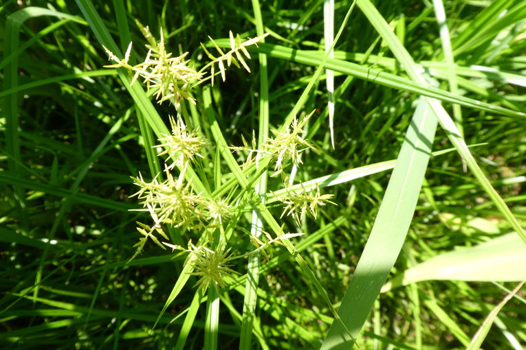 Blüte Erdmandelgras.jpg © C. Greimel/LK Steiermark