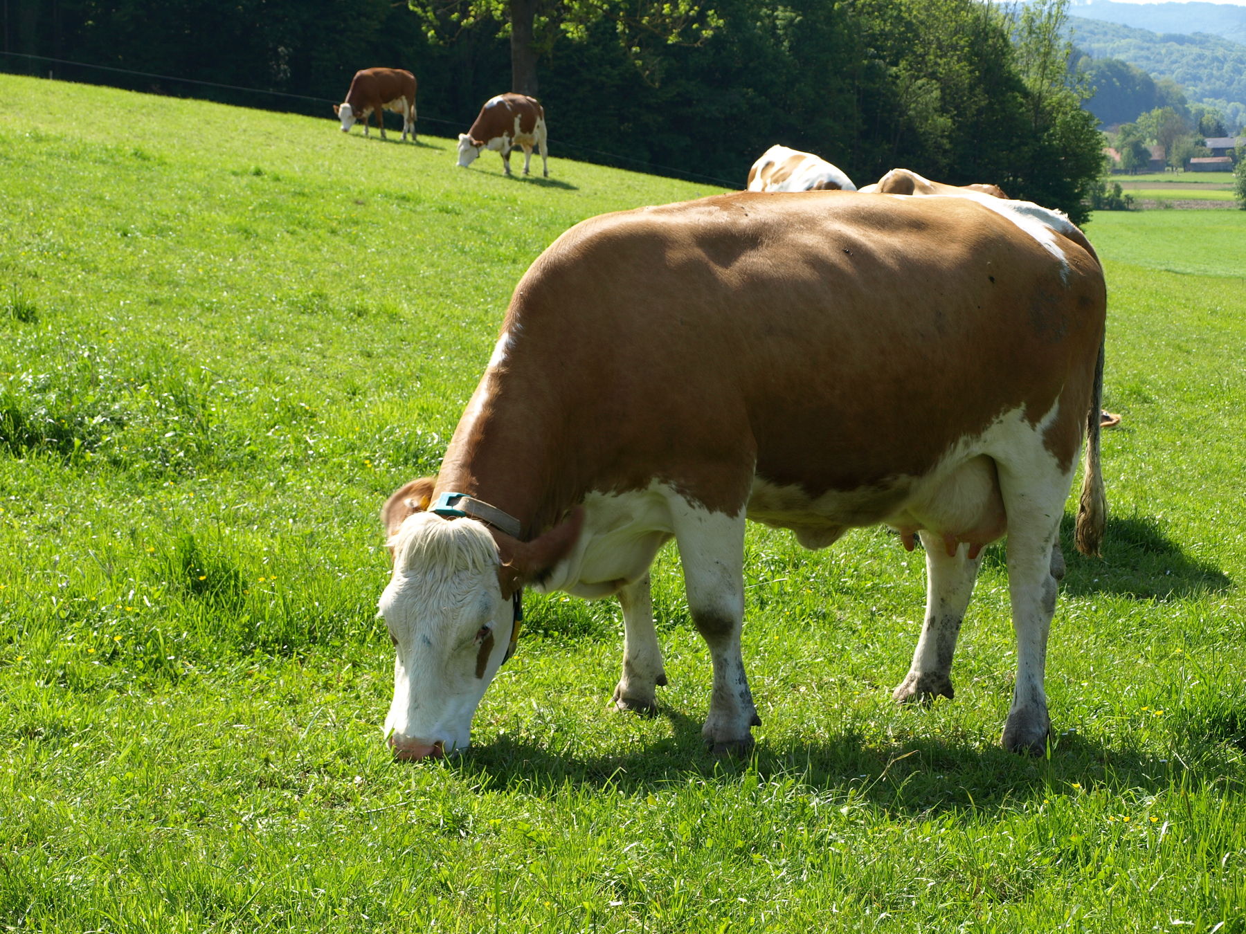 Weide 1_Groismayer.jpg © Groismayer/LK Niederösterreich