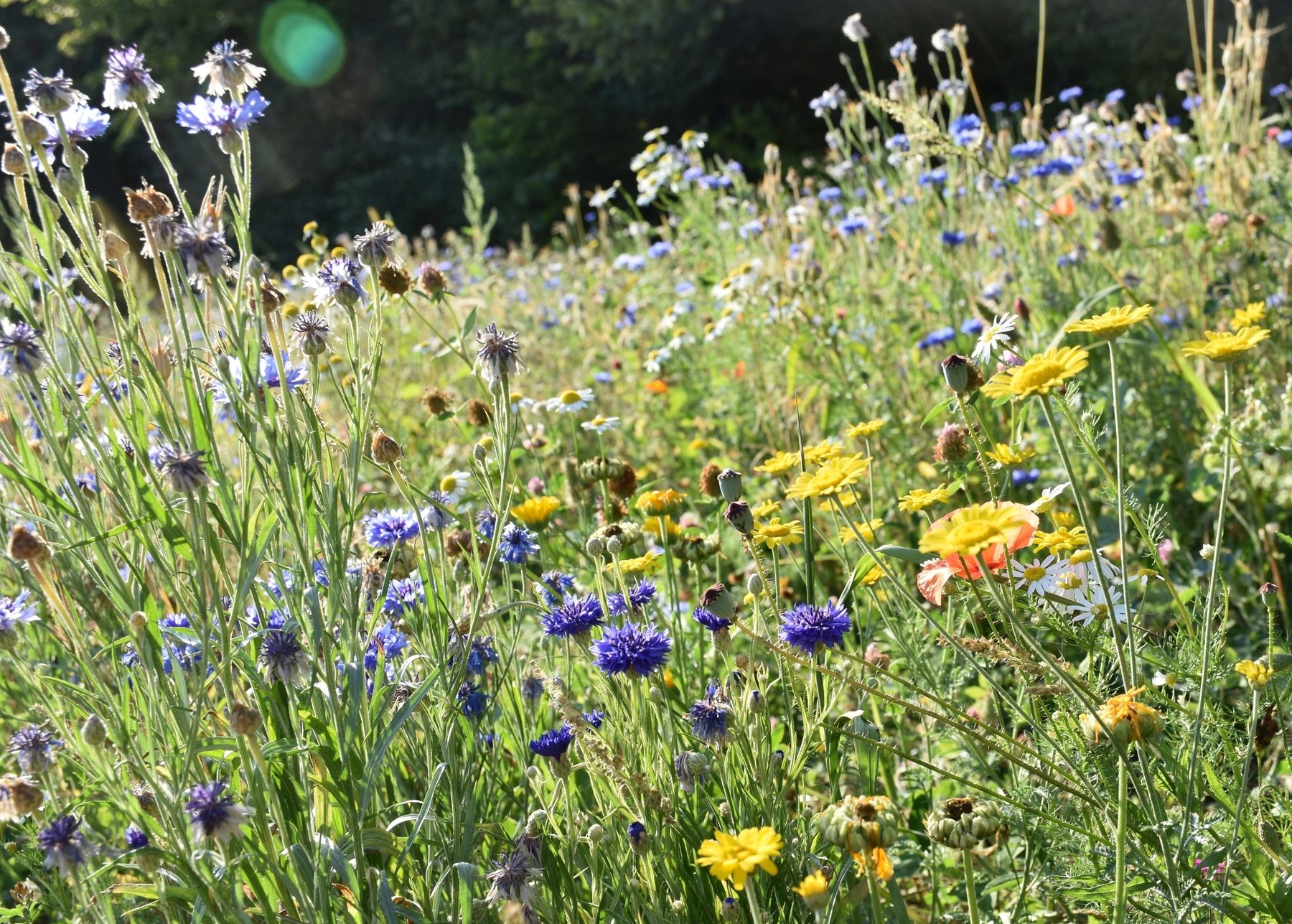 Wildblumen im Einsatz, Bienenzentrum OÖ.jpg