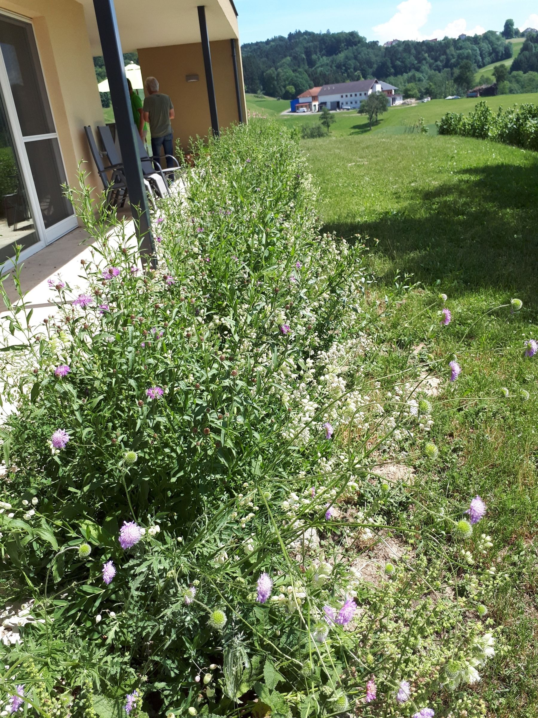 Blühstreifen_im__Garten_entlang_einer_Terrasse,_Bienenzentrum_OÖ.jpg © Bienenzentrum OÖ Blühstreifen_im__Garten_entlang_einer_Terrasse,_Bienenzentrum_OÖ.jpg © Bienenzentrum OÖ
