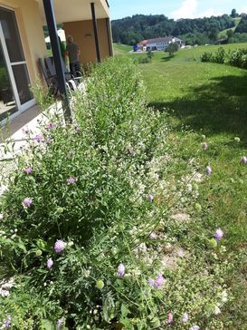 Blühstreifen im  Garten entlang einer Terrasse, Bienenzentrum OÖ.jpg