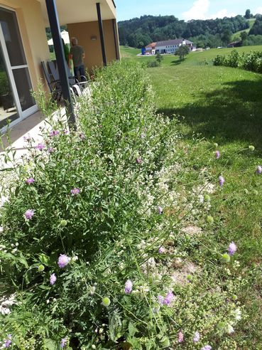 Blühstreifen_im__Garten_entlang_einer_Terrasse,_Bienenzentrum_OÖ.jpg © Bienenzentrum OÖ Blühstreifen_im__Garten_entlang_einer_Terrasse,_Bienenzentrum_OÖ.jpg © Bienenzentrum OÖ
