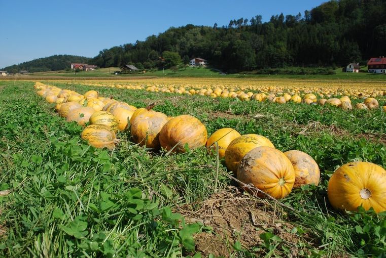 Der Aufwuchs der Untersaat erleichtert das Zusammenschieben der Kürbisfrüchte - Schlögl.jpg