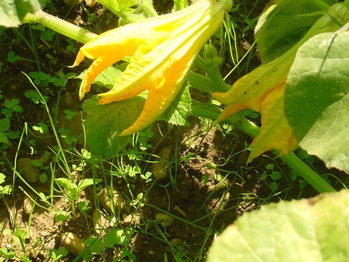 Die Kleegrasuntersaat zur Kürbisblüte - Schlögl.jpg