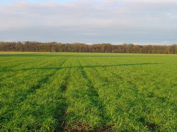 Gut entwickelte Untersaat nach der Kürbisernte im Herbst - Schlögl.jpg