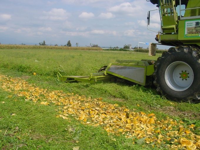 Vor dem Drusch ist die Untersaat ein guter Sonnenschutz für die Kürbisfrüchte - Schlögl.jpg