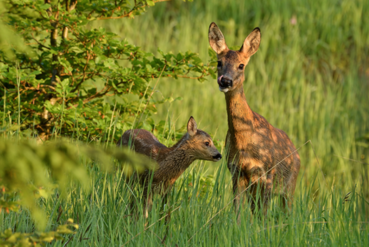 Rehe Quelle Steirische Landesjägerschaft.png