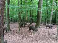 Biosecurity-Maßnahmen in der Schweinehaltung besonders wichtig.jpg © Ing. Pleier