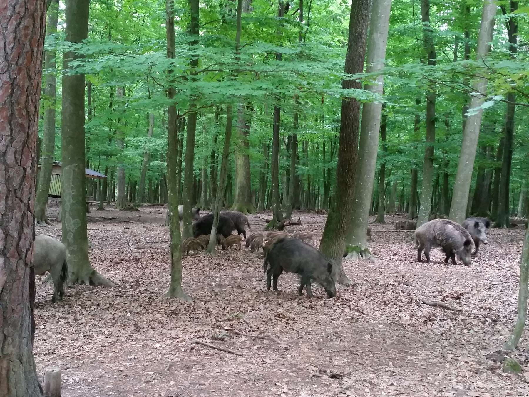 Biosecurity-Maßnahmen in der Schweinehaltung besonders wichtig.jpg
