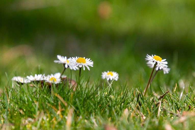 Gänseblümchen.jpg © Pixabay
