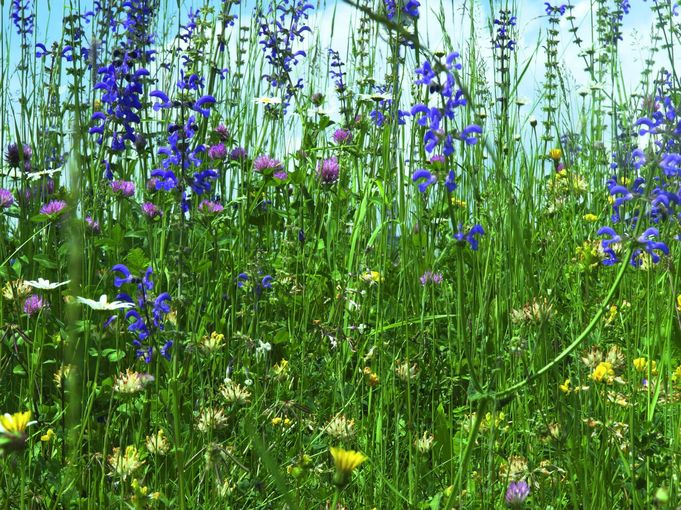 Blumenwiese.jpg © LK Kärnten/Kärntner Bauer Archiv Blumenwiese.jpg © LK Kärnten/Kärntner Bauer Archiv