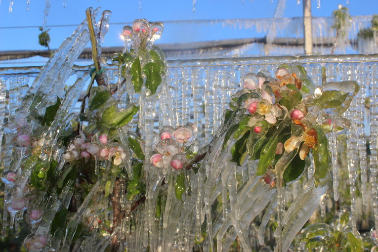 Frost-21.04.2017Â©Wolfgang Mazelle (90).jpg © Mazelle