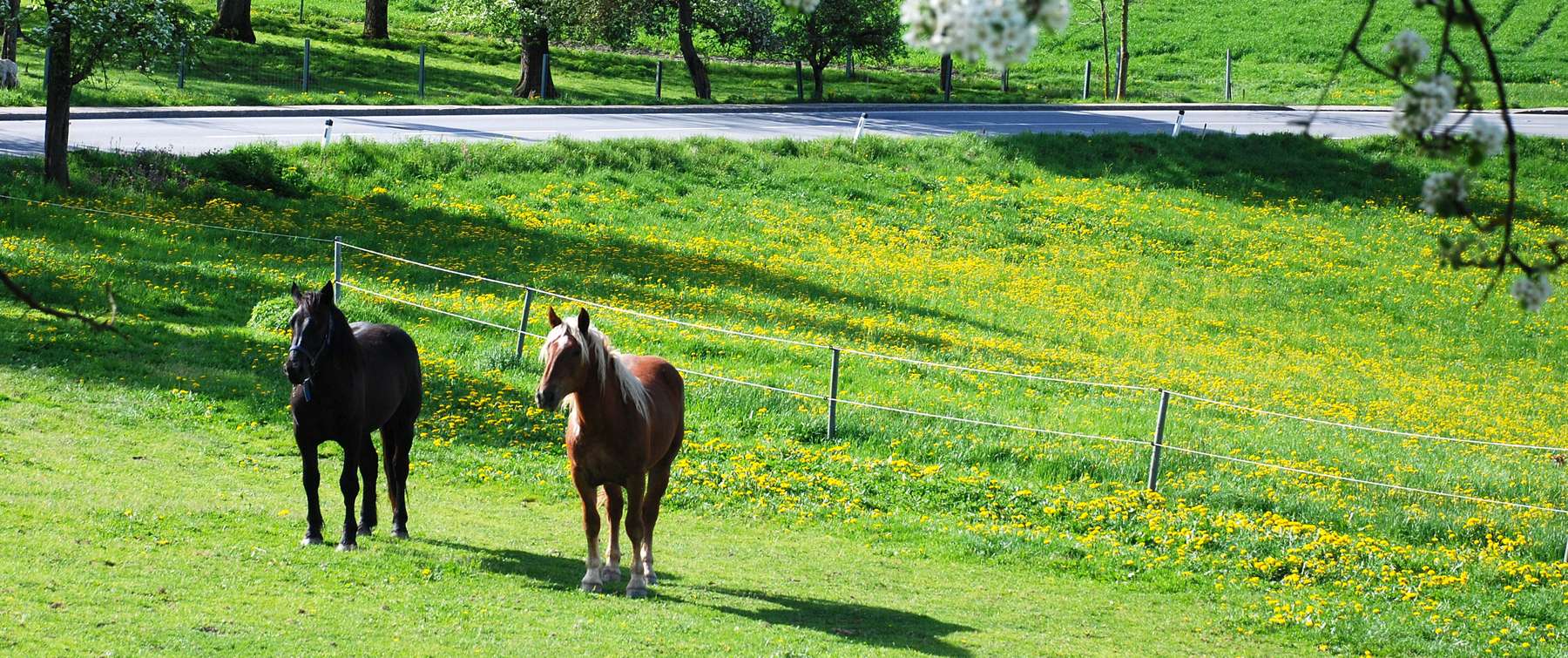 Pferdekoppel © Dr. Karl Penninger/Landwirtschaftskammer OÖ Pferdekoppel © Dr. Karl Penninger/Landwirtschaftskammer OÖ