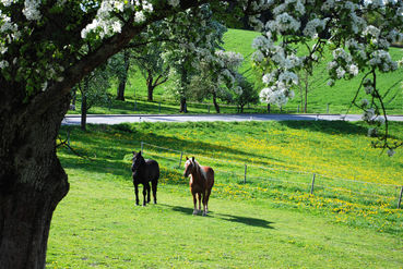 DSC_5322.jpg © Landwirtschaftskammer Oberösterreich/Penninger