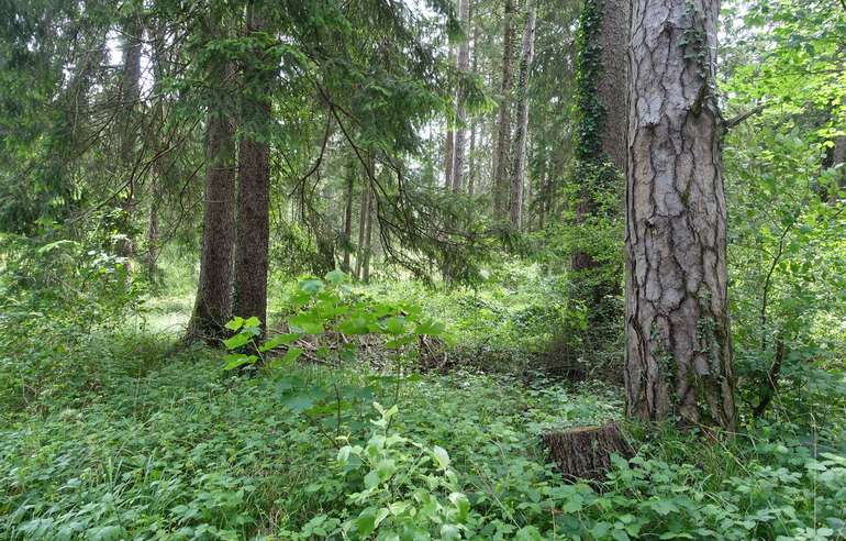 Pressegespräche Woche des Waldes.jpg © Presse LK Vorarlberg