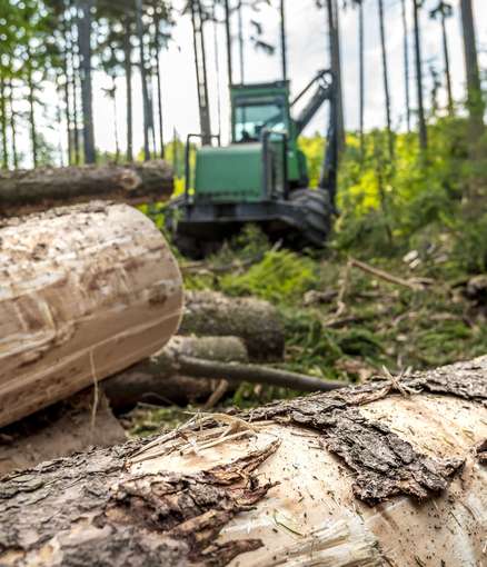 Holz AdobeStock_280018779.jpg © kojin nikon/stock.adobe.com