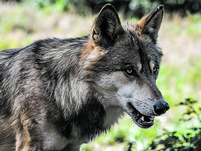 Wolf Wolf
