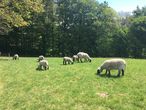 Schafe auf der Weide.jpg