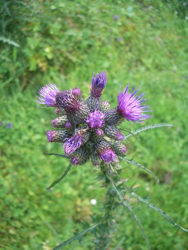 Sumpf-Kratzdistel Blüte.jpg