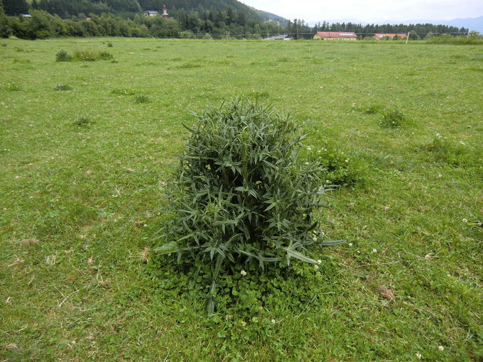 Lanzen-Kratzdistel.jpg