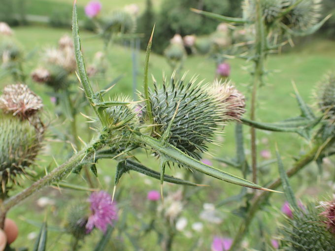 Lanzen-Kratzdistel Blüte.jpg