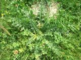Grundblattrosette im ersten Jahr der Sumpf-Kratzdistel (Cirsium palustre). © W. Angeringer/LK Steiermark