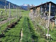 Obst und Schnittlauch(c) Metzler Regina 7_4c.jpg © LK Vbg. Obst und Schnittlauch(c) Metzler Regina 7_4c.jpg © LK Vbg.