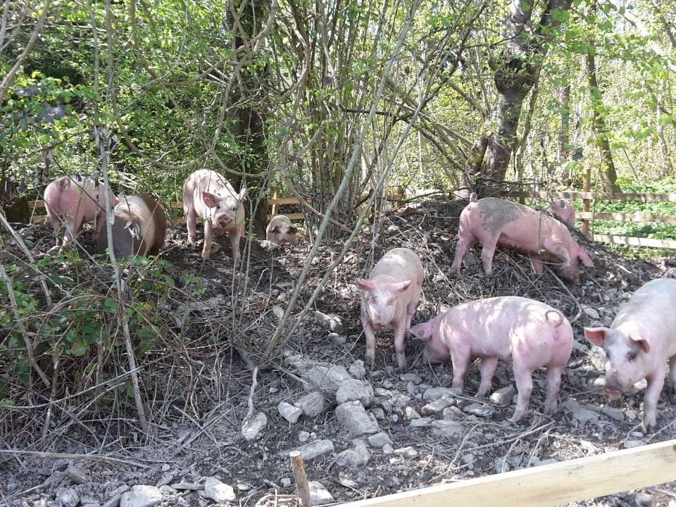 Schweine (c) Familie Sohm.jpg